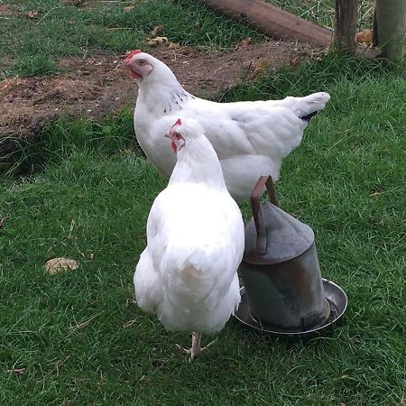 Brookover Farm Willa Frome Zewnętrze zdjęcie